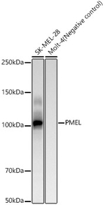 PMEL Antibody in Western Blot (WB)