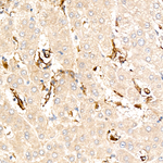 VCAM1 Antibody in Immunohistochemistry (Paraffin) (IHC (P))