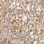 VCAM1 Recombinant Rabbit Monoclonal Antibody (3V6A4)