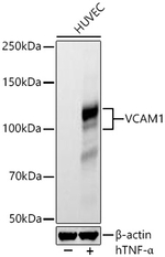 VCAM1 Antibody in Western Blot (WB)