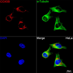 COX5B Antibody in Immunocytochemistry (ICC/IF)