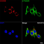 COX5B Recombinant Rabbit Monoclonal Antibody (10L8O8)