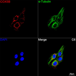 COX5B Antibody in Immunocytochemistry (ICC/IF)
