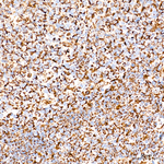 COX5B Antibody in Immunohistochemistry (Paraffin) (IHC (P))