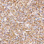 COX5B Antibody in Immunohistochemistry (Paraffin) (IHC (P))
