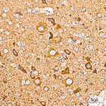 COX5B Antibody in Immunohistochemistry (Paraffin) (IHC (P))
