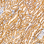 COX5B Antibody in Immunohistochemistry (Paraffin) (IHC (P))