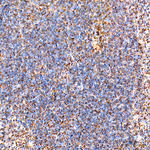 COX5B Antibody in Immunohistochemistry (Paraffin) (IHC (P))