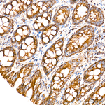 COX5B Antibody in Immunohistochemistry (Paraffin) (IHC (P))