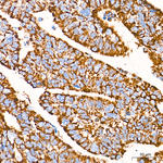 COX5B Antibody in Immunohistochemistry (Paraffin) (IHC (P))