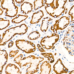 COX5B Antibody in Immunohistochemistry (Paraffin) (IHC (P))