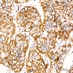 COX5B Antibody in Immunohistochemistry (Paraffin) (IHC (P))