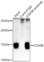 COX5B Antibody in Immunoprecipitation (IP)