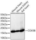 COX5B Antibody in Western Blot (WB)