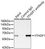 YTHDF1 Antibody in Immunoprecipitation (IP)