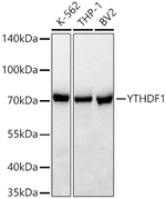 YTHDF1 Recombinant Rabbit Monoclonal Antibody (3M6E5)