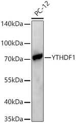 YTHDF1 Antibody in Western Blot (WB)