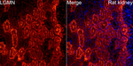 LGMN Antibody in Immunohistochemistry (Paraffin) (IHC (P))