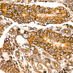 LGMN Antibody in Immunohistochemistry (Paraffin) (IHC (P))