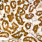 LGMN Antibody in Immunohistochemistry (Paraffin) (IHC (P))