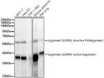 LGMN Antibody in Western Blot (WB)