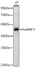 hnRNP F Antibody in Western Blot (WB)