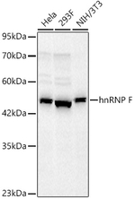hnRNP F Antibody in Western Blot (WB)