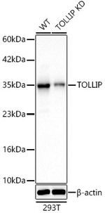 TOLLIP Antibody in Western Blot (WB)