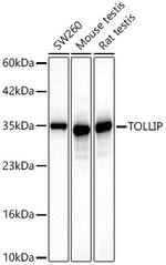 TOLLIP Antibody in Western Blot (WB)