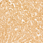 GABARAPL1 Antibody in Immunohistochemistry (Paraffin) (IHC (P))