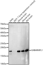 GABARAPL1 Antibody in Western Blot (WB)