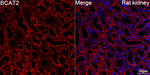 BCAT2 Antibody in Immunohistochemistry (Paraffin) (IHC (P))