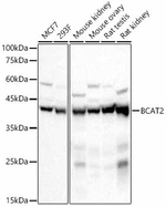 BCAT2 Antibody in Western Blot (WB)