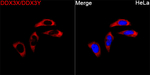 DDX3/DDX3Y Antibody in Immunocytochemistry (ICC/IF)
