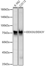 DDX3/DDX3Y Antibody in Western Blot (WB)