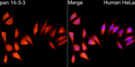 14-3-3 Pan Antibody in Immunocytochemistry (ICC/IF)