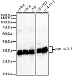 14-3-3 Pan Antibody in Western Blot (WB)