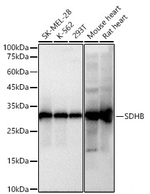 SDHB Antibody in Western Blot (WB)