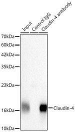 Claudin 4 Antibody in Immunoprecipitation (IP)