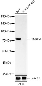 HADHA Antibody in Western Blot (WB)