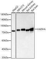 HADHA Antibody in Western Blot (WB)