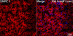 ASM Antibody in Immunohistochemistry (Frozen) (IHC (F))