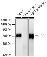 HSF1 Antibody in Immunoprecipitation (IP)