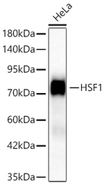HSF1 Antibody in Western Blot (WB)