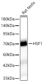 HSF1 Antibody in Western Blot (WB)
