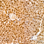 UBE2L6 Antibody in Immunohistochemistry (Paraffin) (IHC (P))