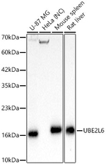 UBE2L6 Antibody in Western Blot (WB)