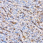 CD11a Antibody in Immunohistochemistry (Paraffin) (IHC (P))