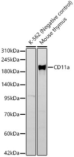 CD11a Antibody in Western Blot (WB)