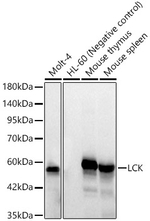 LCK Antibody in Western Blot (WB)